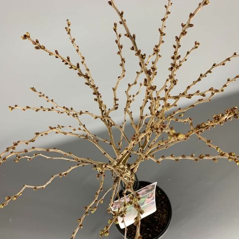 Prunus incisa 'Kojou-no-mai'