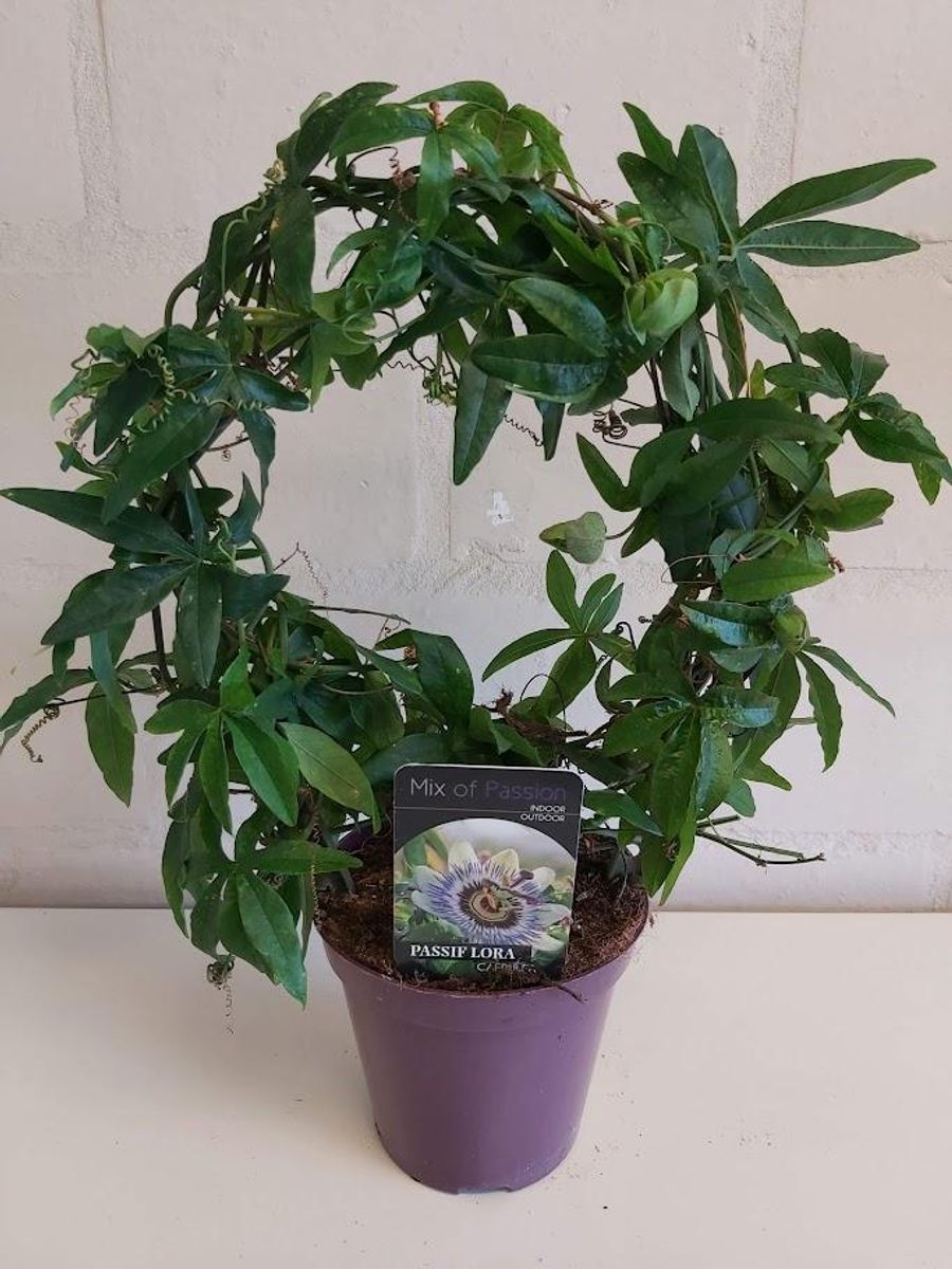 www.saatgut-manufaktur.de Blumensamen "Mssinger Sommer"  Fischer's EM-Chiemgau Online-Shop
