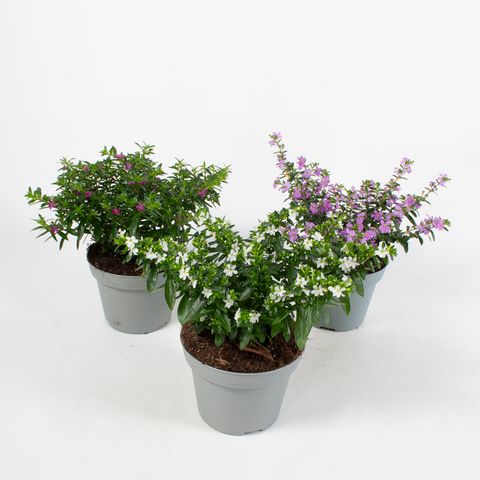 Cuphea hyssopifolia