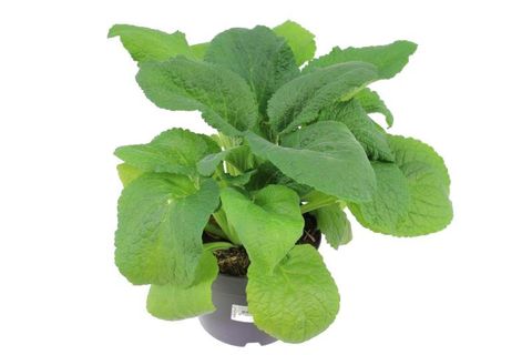 Digitalis purpurea 'Dalmatian Peach'