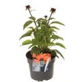 Echinacea purpurea