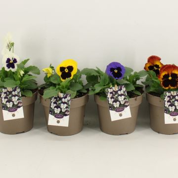 Viola x wittrockiana MIX