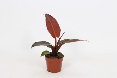 Filodendron 'Red Sun'