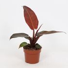 Philodendron 'Red Sun'