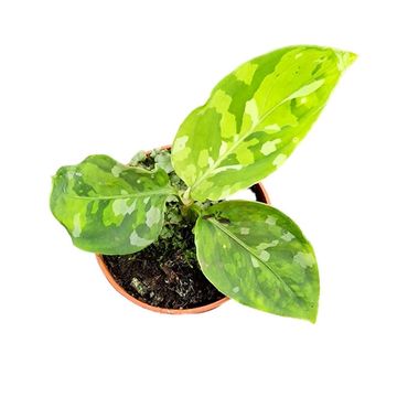 Aglaonema pictum 'Tricolor'