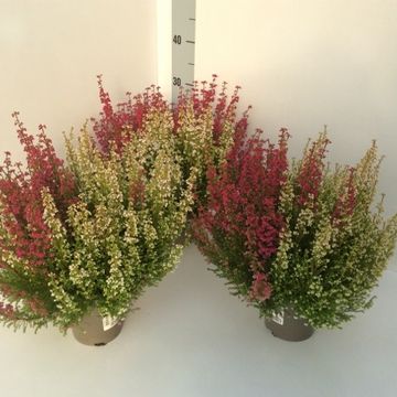 Erica gracilis MIX IN POT