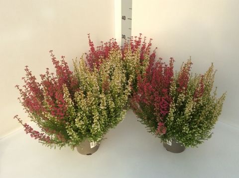 Erica gracilis MIX IN POT