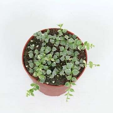 Dischidia ruscifolia 'Variegata'