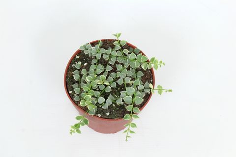 Dischidia ruscifolia 'Variegata'