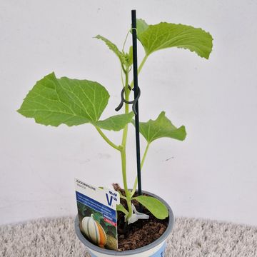 Cucumis melo 'Anasta'