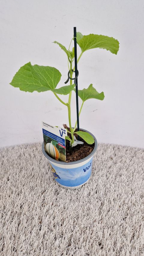Cucumis melo 'Anasta'