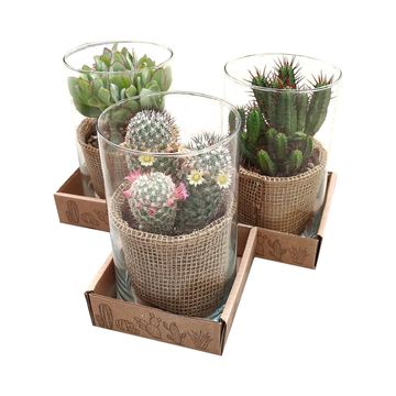 Arrangement Cactus / Succulent