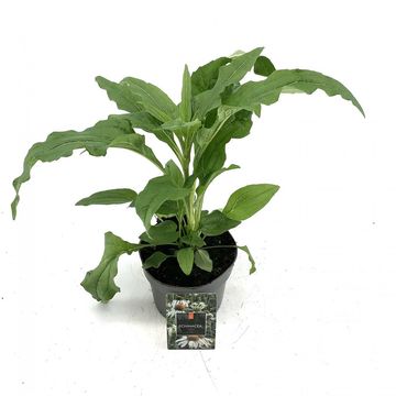 Echinacea purpurea 'Alba'