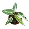 Alocasie 'Bambino Green Variegata'