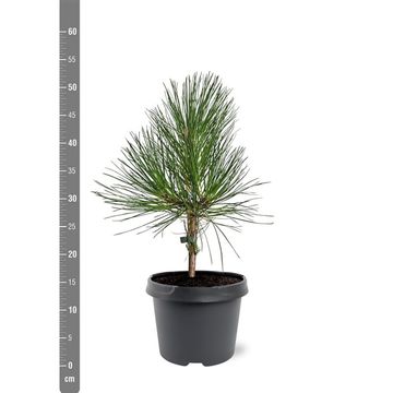 Pinus ponderosa