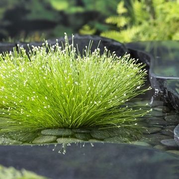 Isolepis cernua