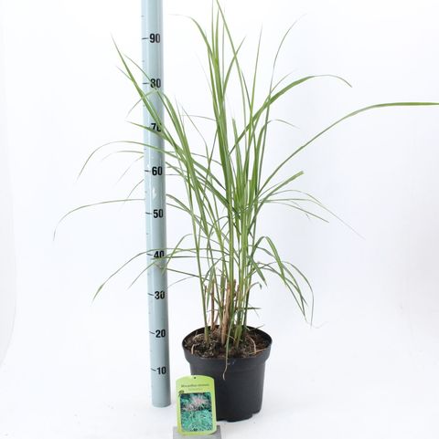 Miscanthus sinensis 'Malepartus'