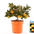 x Citrofortunella microcarpa