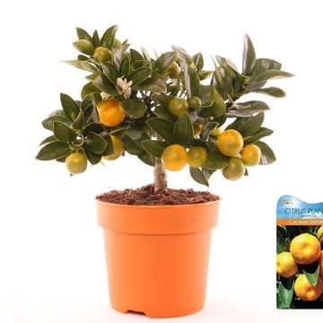 x Citrofortunella microcarpa