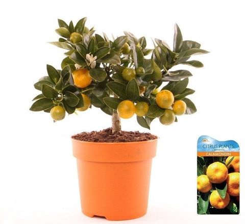 x Citrofortunella microcarpa