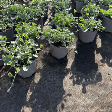 Dichondra argentea 'Silver Falls'