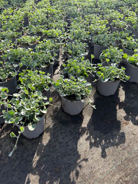 Dichondra argentea 'Silver Falls'