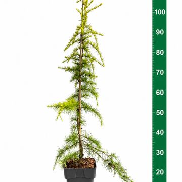 Cedrus deodara 'Aurea'