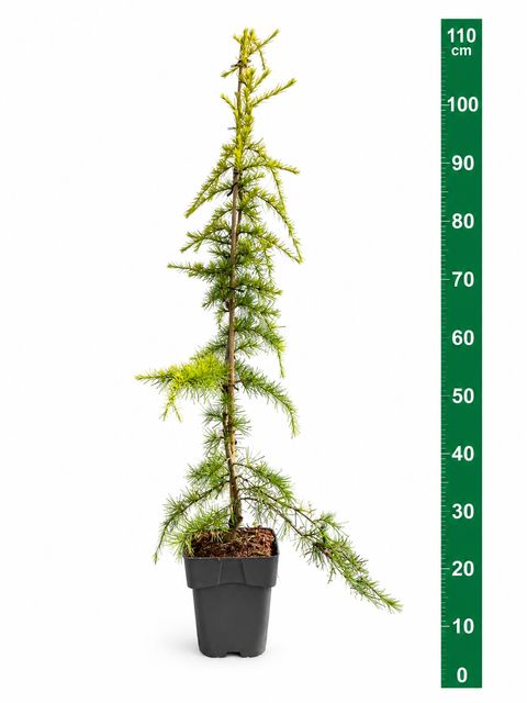 Cedrus deodara 'Aurea'