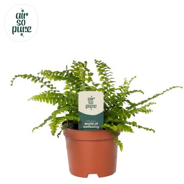 Nephrolepis exaltata 'Green Lady'