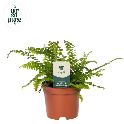 Nephrolepis exaltata 'Green Lady'
