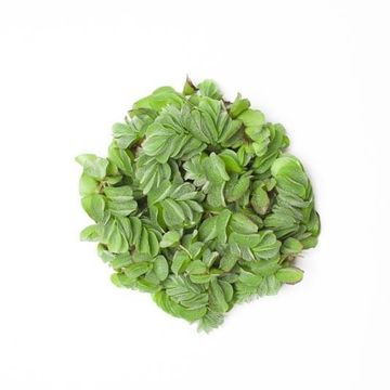 Salvinia natans