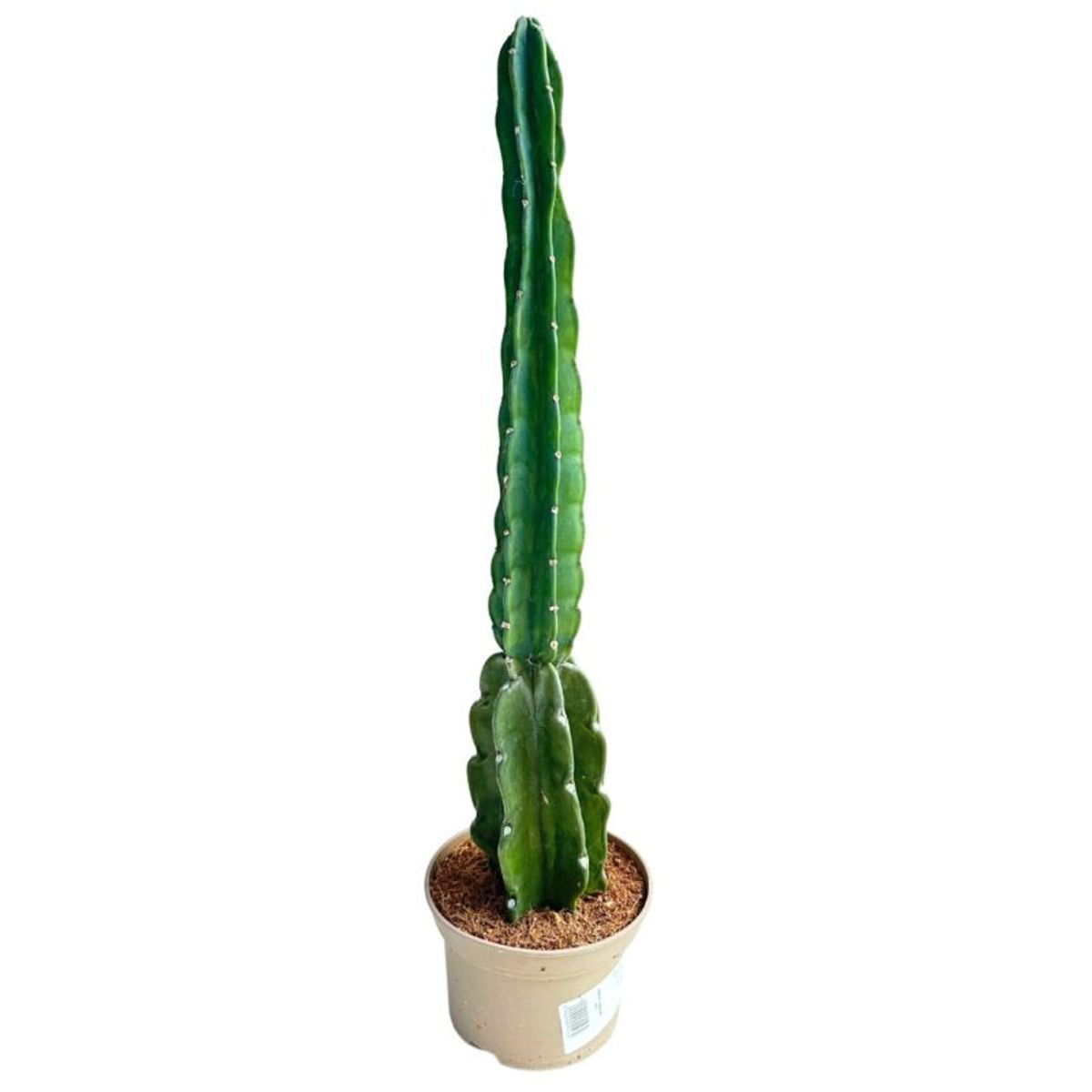 Cereus jamacaru — Plant Wholesale FlorAccess