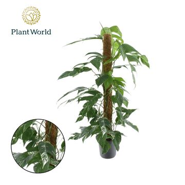 Epipremnum pinnatum 'Variegata'