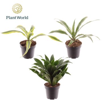 Dracaena fragrans MIX
