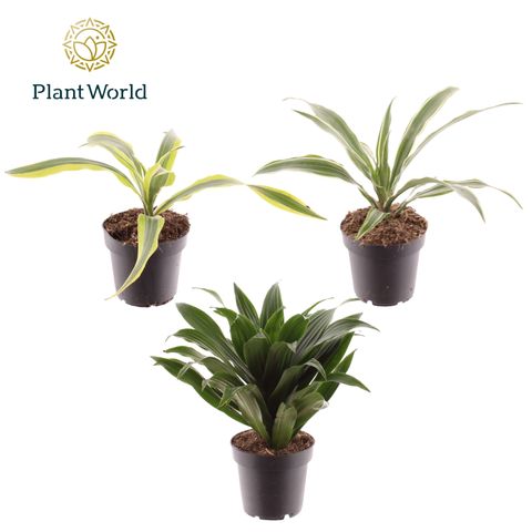 Dracaena fragrans MIX
