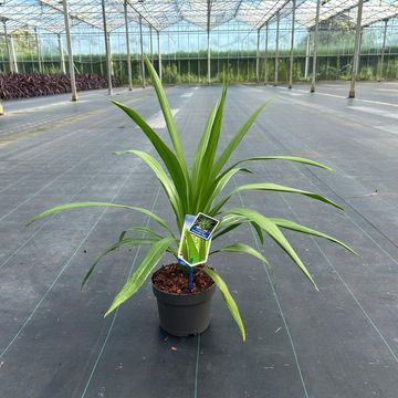 Cordyline australis EMERALD STAR