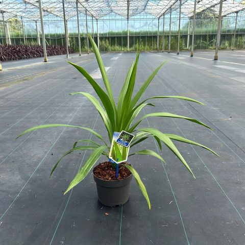 Cordyline australis EMERALD STAR