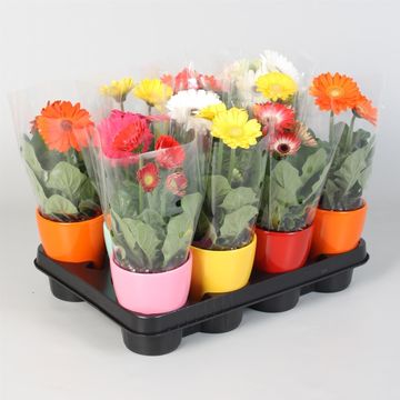 Gerbera MIX
