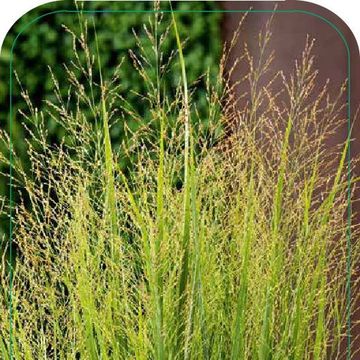 Panicum virgatum 'Northwind'