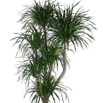 Dracaena angustifolia