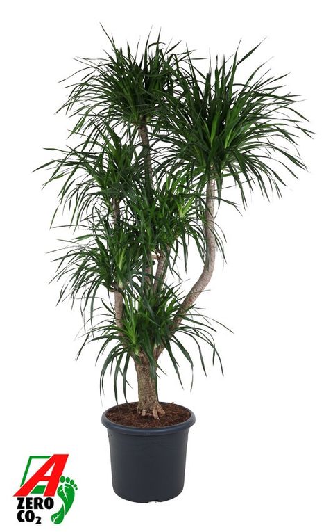 Dracaena angustifolia
