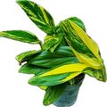 Монстера. standleyana 'Variegata'