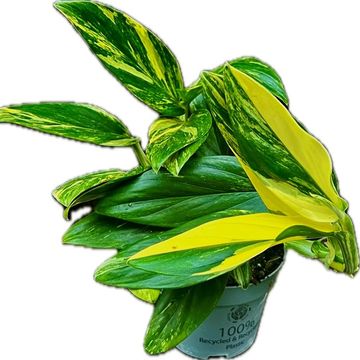 Monstera standleyana 'Variegata'