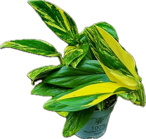 Monstera standleyana 'Variegata'