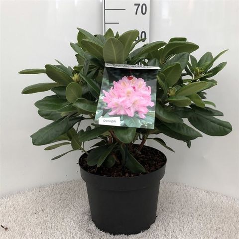 Rhododendron 'Сцинтиллейшн'