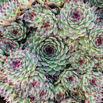 Sempervivum TOETIE FROETIES SPYKES