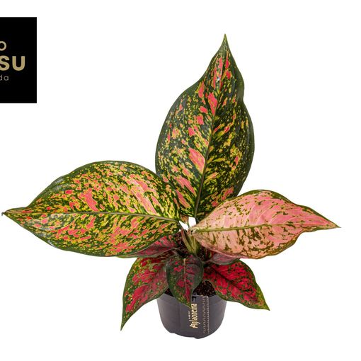 Aglaonema 'Coral Red'