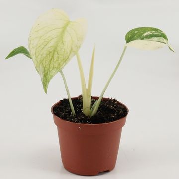 Monstera deliciosa 'White Monster'
