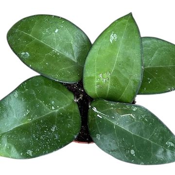 Hoya sp. Malang