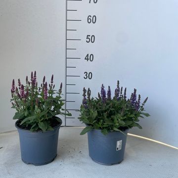Salvia nemorosa